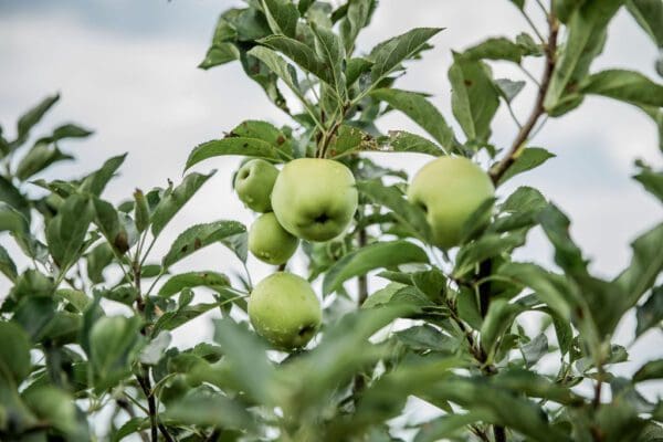 green apples on a tree