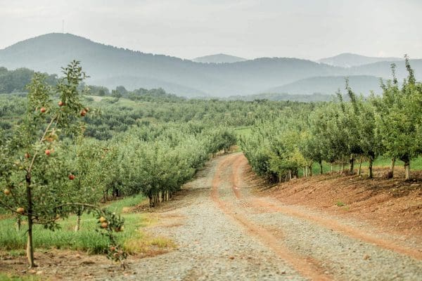 A road through an apple orchard