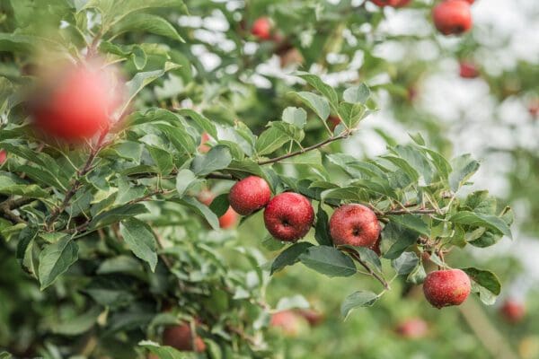 red apples on a tree
