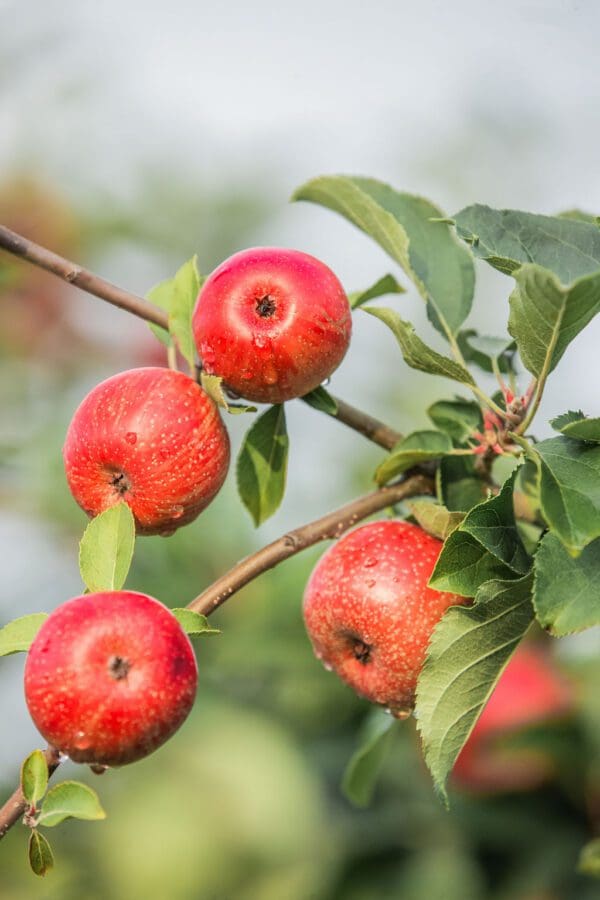red apples on a tree