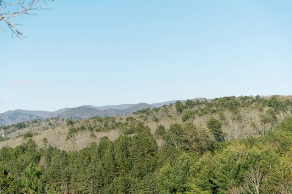 a spring view of the mountains and trees