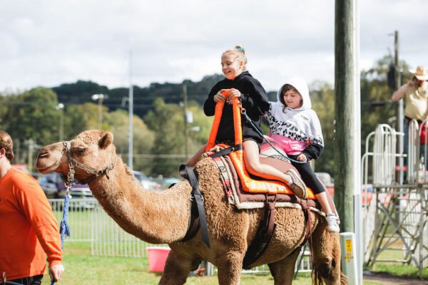 a child rides a camel