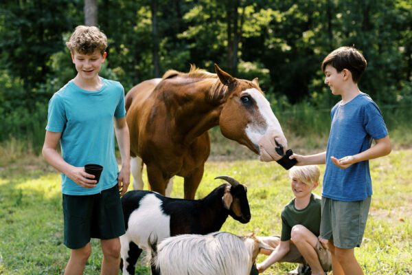 kids playing with horses and goats