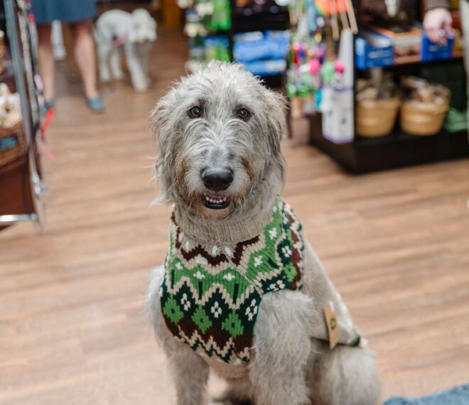 a cute dog wearing a sweater