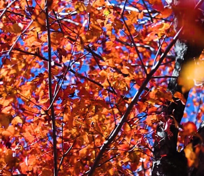 beautiful orange and red fall leaves