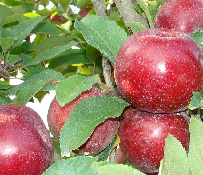 fresh apples on a tree